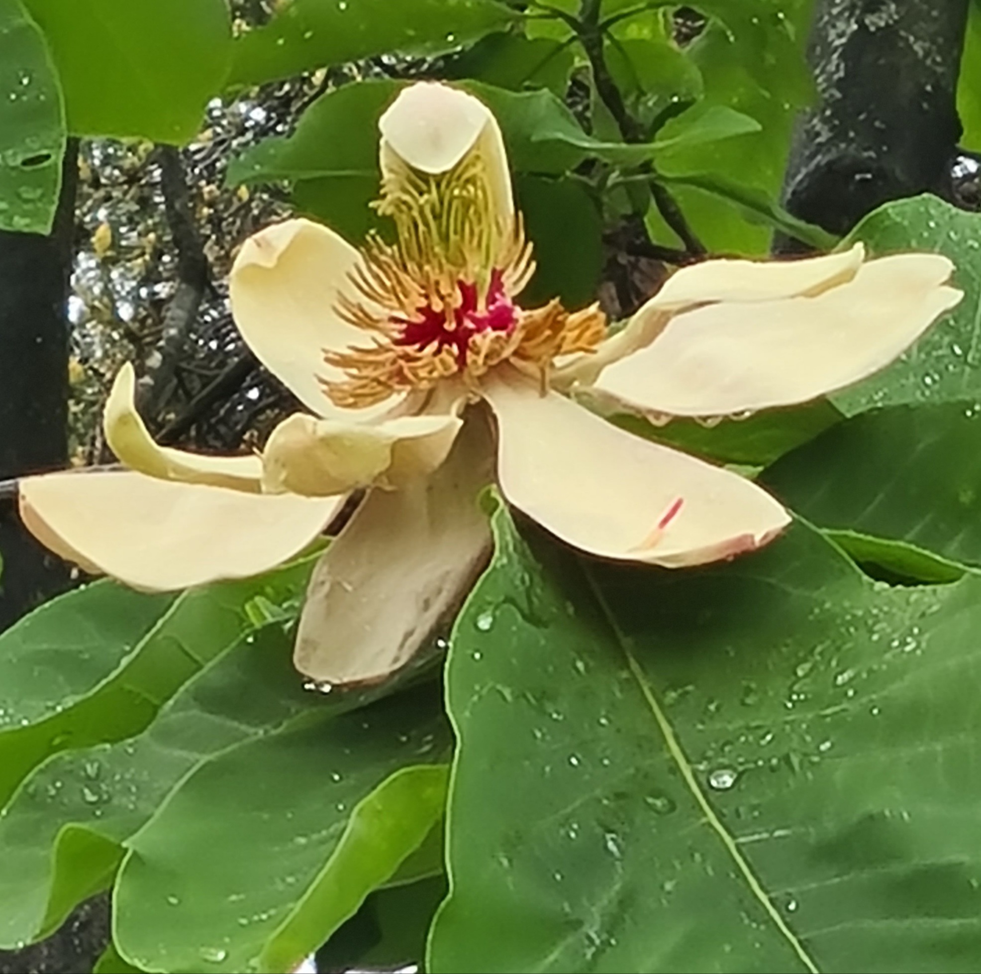 M. obovata (as hypoleuca)